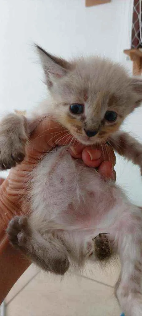 Gato ra a SDR idade Abaixo de 2 meses nome Bebês cientistas