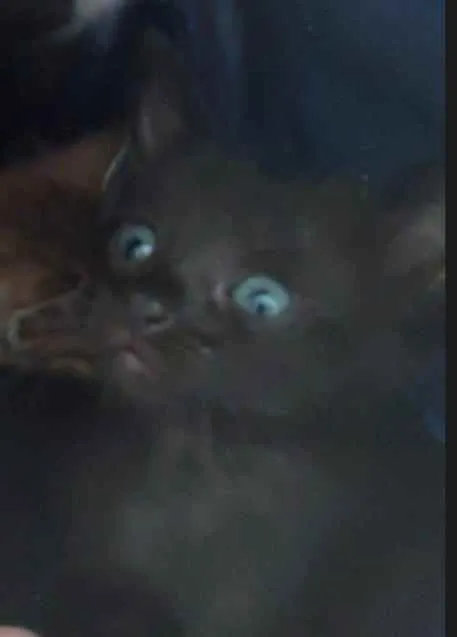 Gato ra a SDR idade Abaixo de 2 meses nome Bebês cientistas