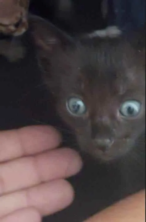 Gato ra a SDR idade Abaixo de 2 meses nome Bebês cientistas