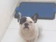 Cachorro raça Buldogues frances idade 1 ano nome Nero