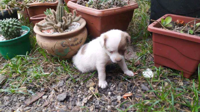 Cachorro ra a srd idade 2 a 6 meses nome ''Benjamin''