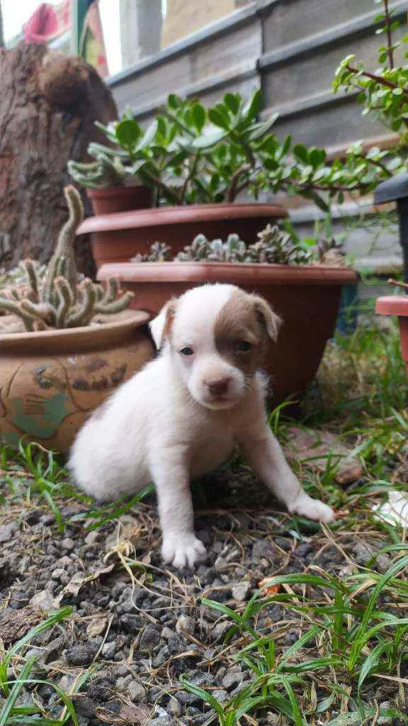 Cachorro ra a srd idade 2 a 6 meses nome ''Benjamin''