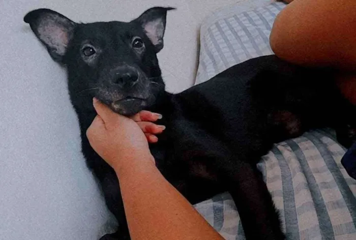 Cachorro ra a Vira-lata idade 1 ano nome Bruce