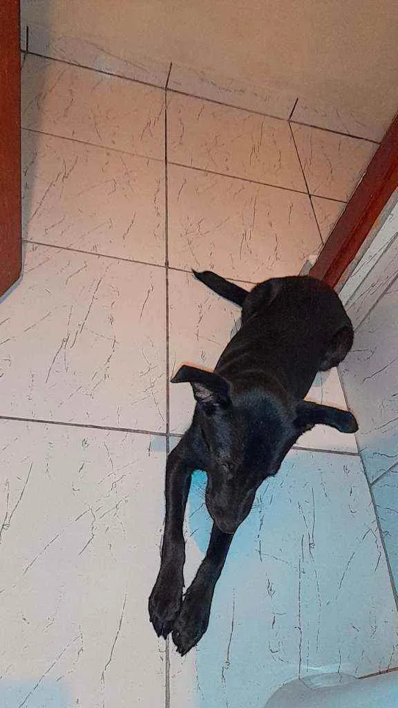 Cachorro ra a Vira-lata idade 1 ano nome Bruce