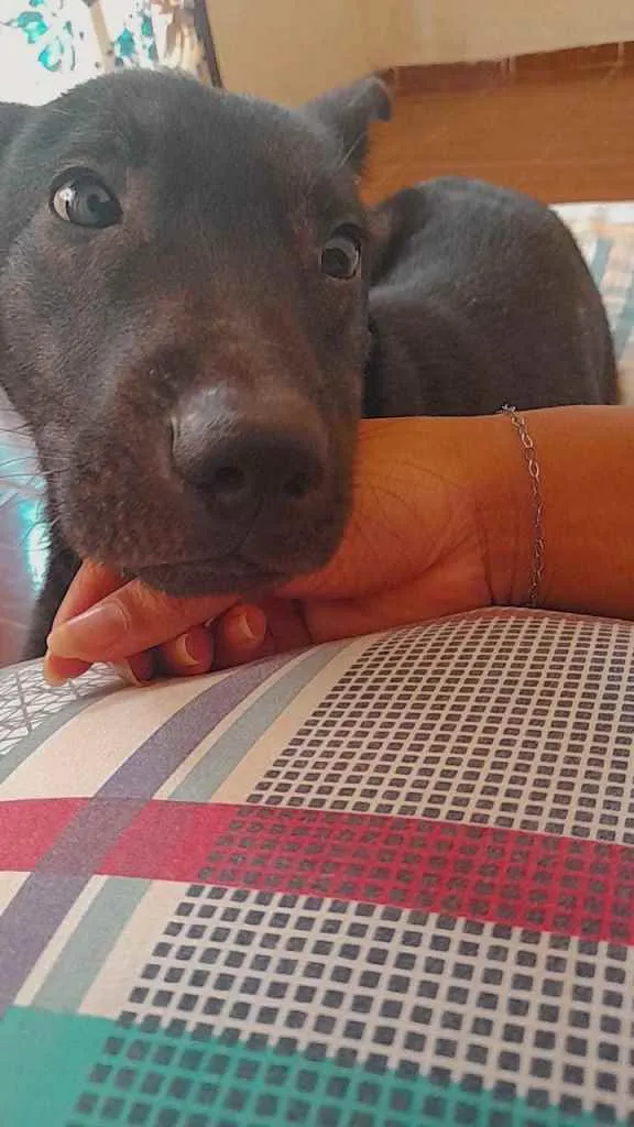 Cachorro ra a Vira-lata idade 1 ano nome Bruce