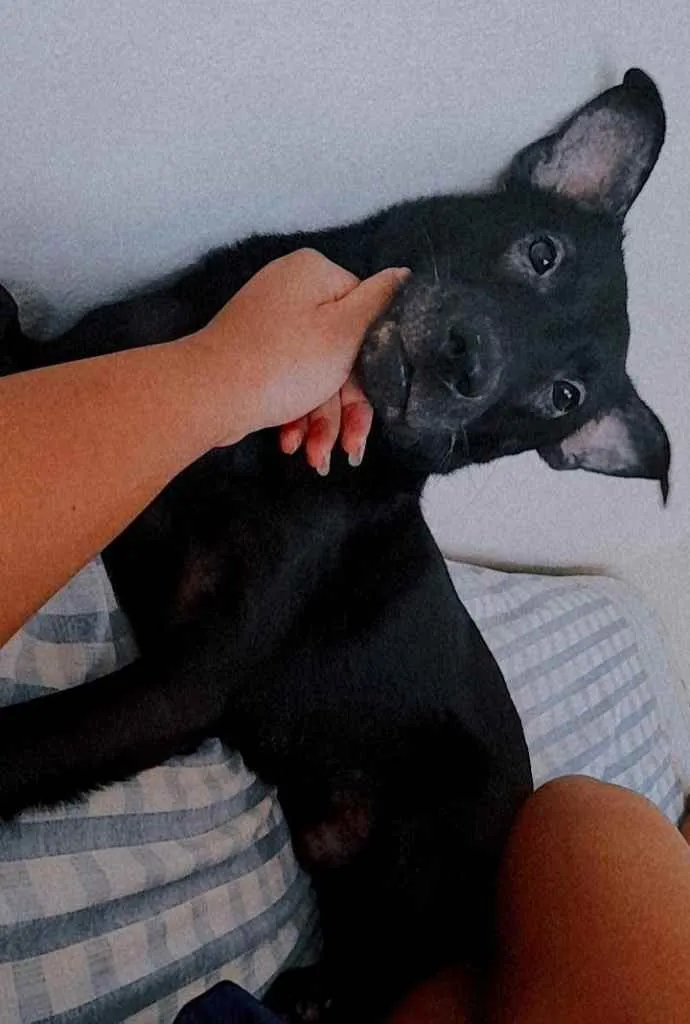 Cachorro ra a Vira-lata idade 1 ano nome Bruce