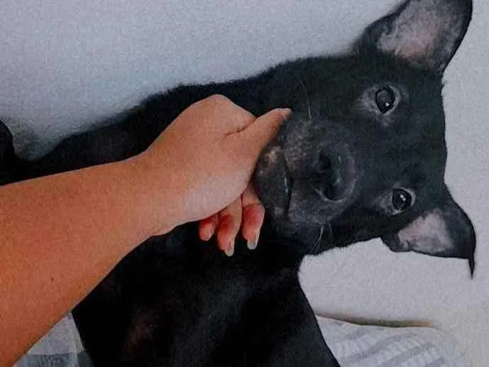 Cachorro ra a Vira-lata idade 1 ano nome Bruce