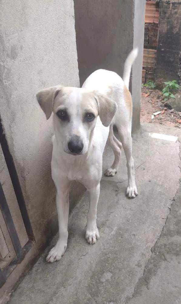 Cachorro raça Srd idade 7 a 11 meses nome Patrick