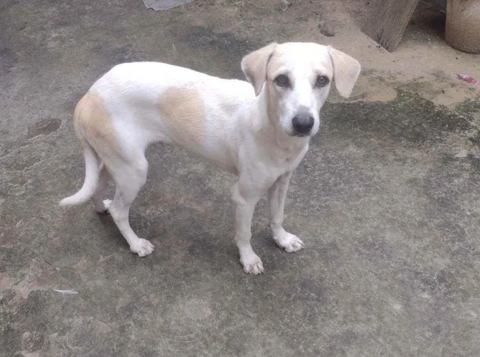Cachorro raça Srd idade 7 a 11 meses nome Patrick