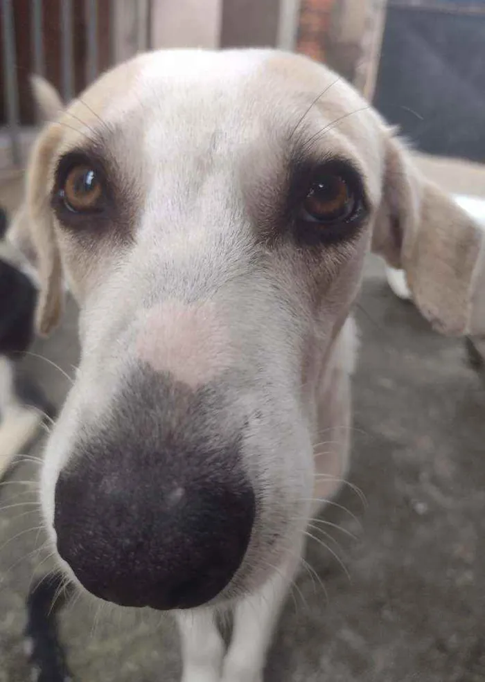 Cachorro raça Srd idade 7 a 11 meses nome Patrick