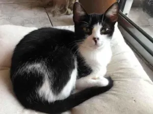Gato raça Srd idade 1 ano nome Aisha