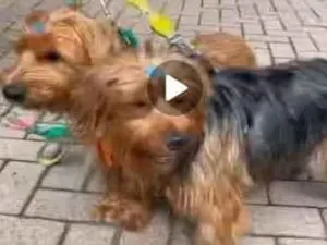 Cachorro raça Yorkshire idade 1 ano nome Dois irmãos