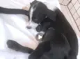 Mamãe e bebês