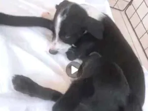 Cachorro raça Indefinida idade 2 anos nome Mamãe e bebês