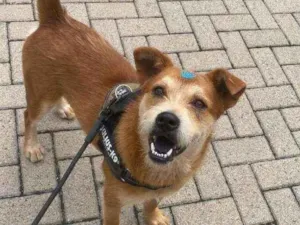 Cachorro raça Indefinida idade 1 ano nome Caramelizada