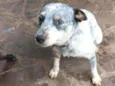 Carinho