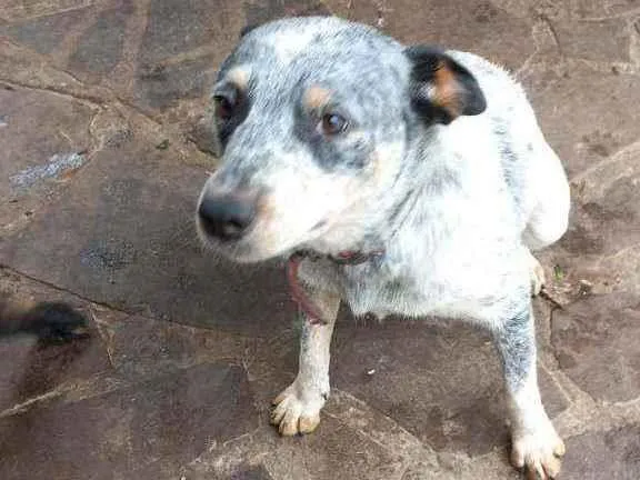 Cachorro ra a Indefinida idade 2 anos nome Carinho