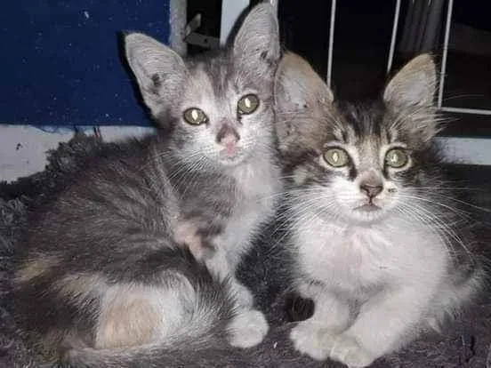Gato ra a Srd idade Abaixo de 2 meses nome Sem nome