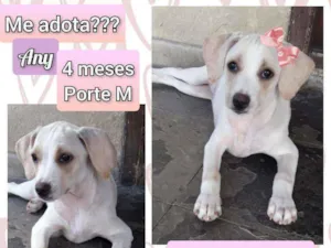 Cachorro raça SRD idade 2 a 6 meses nome Any