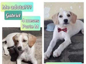 Cachorro raça SRD idade 2 a 6 meses nome Gabriel
