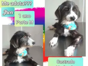 Cachorro raça SRD idade 1 ano nome Jhon