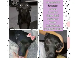 Cachorro raça SRD idade 2 anos nome Pretinha 
