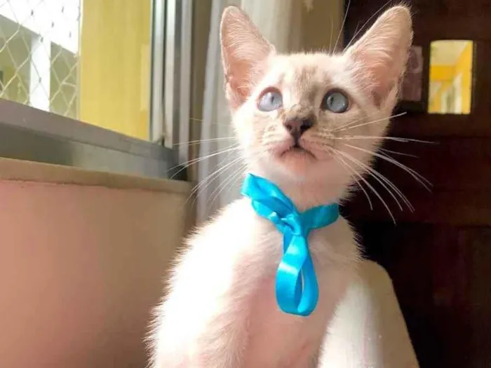 Gato ra a Srd idade 2 a 6 meses nome Pudim