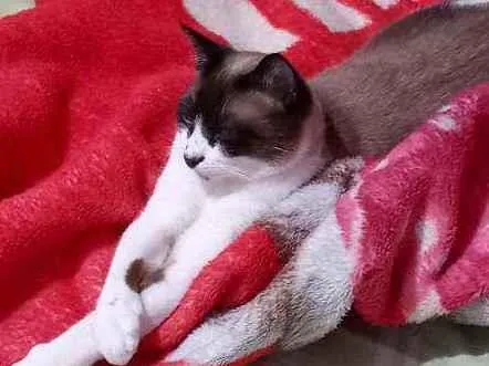 Gato ra a  idade 1 ano nome Max