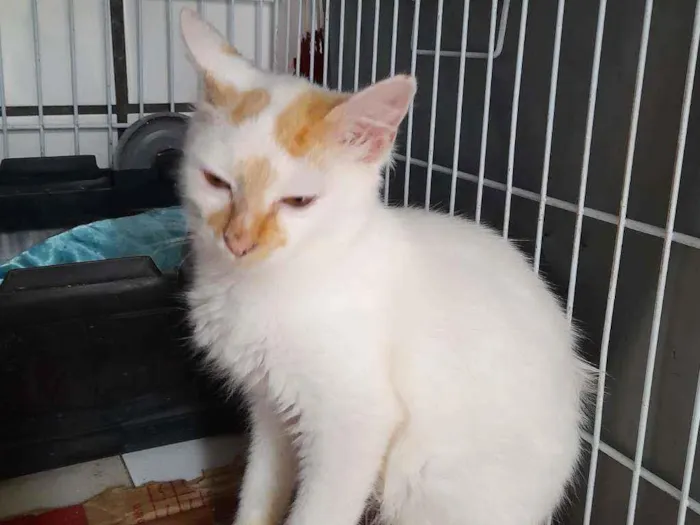 Gato raça Srd idade 2 a 6 meses nome Floquinho