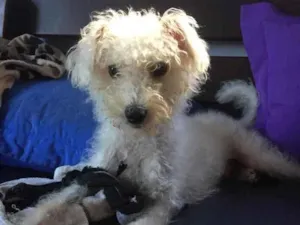 Cachorro raça Poodle idade 7 a 11 meses nome Branquinho