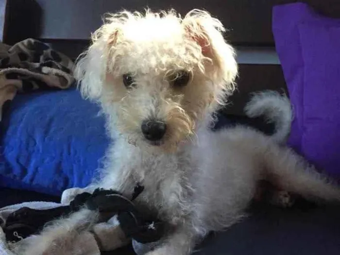 Cachorro ra a Poodle idade 7 a 11 meses nome Branquinho