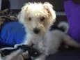 Branquinho