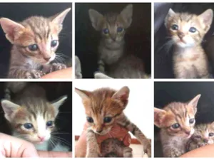 Gato raça SRD idade Abaixo de 2 meses nome Bebês delícias