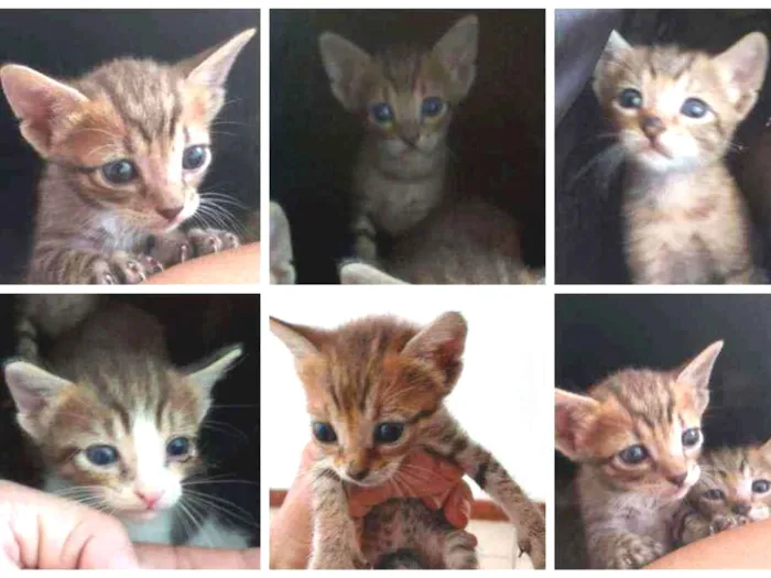 Gato ra a SRD idade Abaixo de 2 meses nome Bebês delícias
