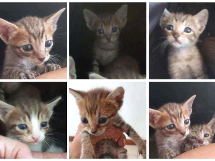 Gato ra a SRD idade Abaixo de 2 meses nome Bebês delícias