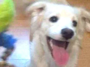 Cachorro raça Vira Lara  idade 1 ano nome Romeu
