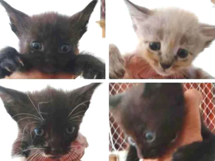 Gato ra a SDR idade Abaixo de 2 meses nome Bebês cientistas