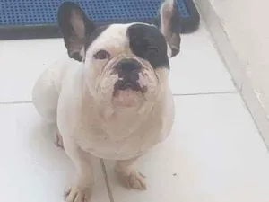 Cachorro raça Buldogues frances idade 1 ano nome Nero