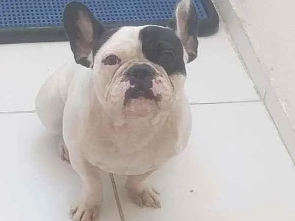 Cachorro raça Buldogues frances idade 1 ano nome Nero