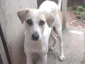 Cachorro raça Srd idade 7 a 11 meses nome Patrick