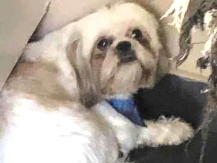 Cachorro ra a Shihtzu idade 5 anos nome Zeus