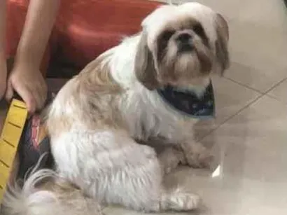 Cachorro raça Shihtzu idade 5 anos nome Zeus