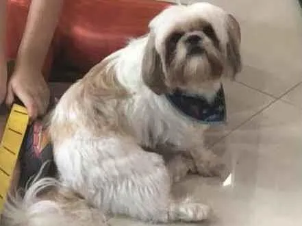 Cachorro ra a Shihtzu idade 5 anos nome Zeus