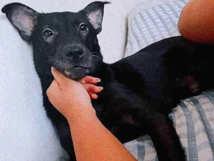 Cachorro ra a Vira-lata idade 1 ano nome Bruce