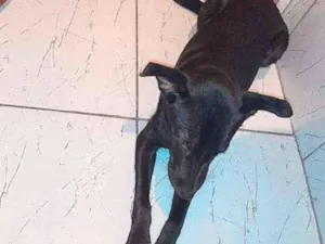 Cachorro raça Vira-lata idade 1 ano nome Bruce