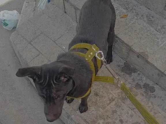 Cachorro ra a Vira-lata idade 1 ano nome Bruce