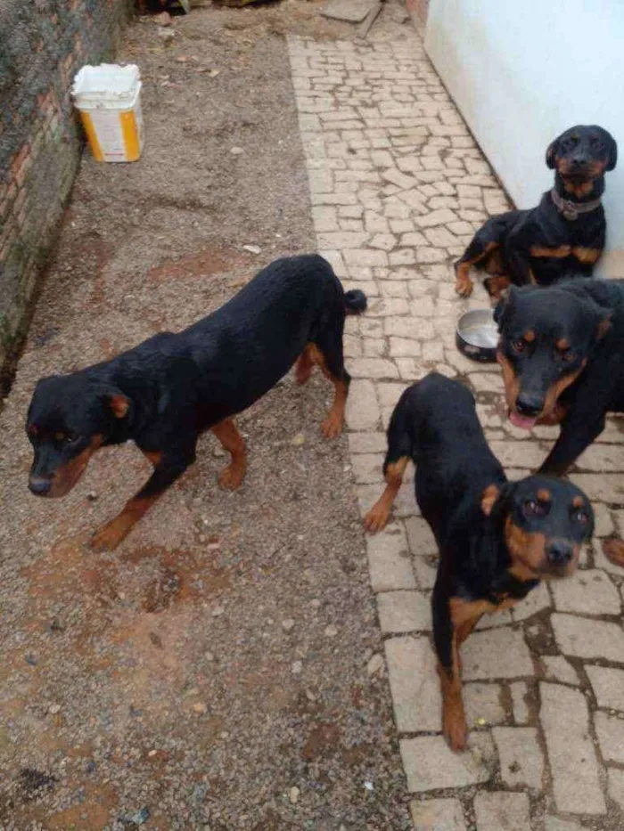 Cachorro ra a Rotwailler  idade 2 anos nome Hulk