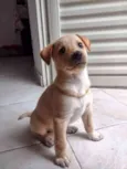 Cachorro raça Vira lata  idade 2 a 6 meses nome Zara 