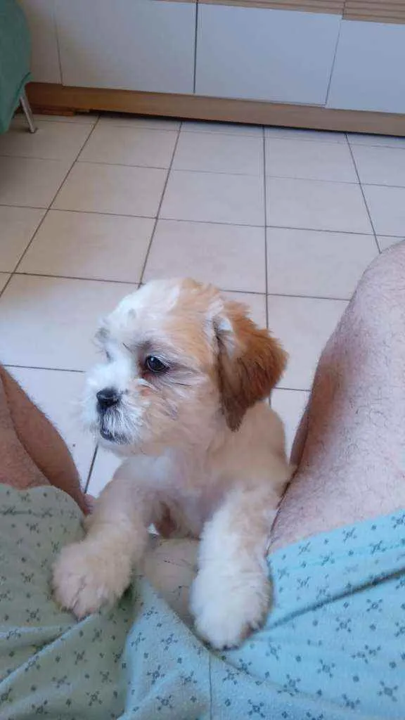 Cachorro ra a Shit-zu idade 2 a 6 meses nome ?