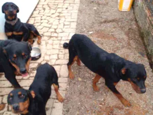 Cachorro raça Rotwailler  idade 2 anos nome Hulk